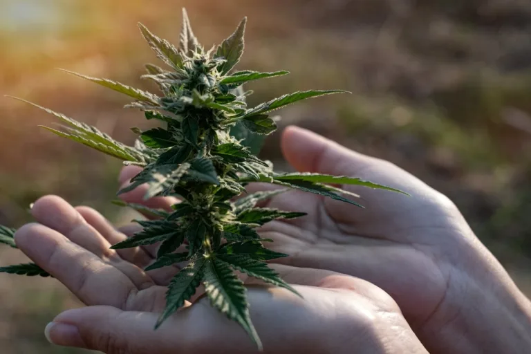 woman hand holding cannabis growing on the farm 2023 11 27 05 04 48 utc